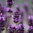 Lavendel -tinnboks -190 gr thumbnail