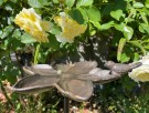 Franka fuglebad åpen blomst thumbnail